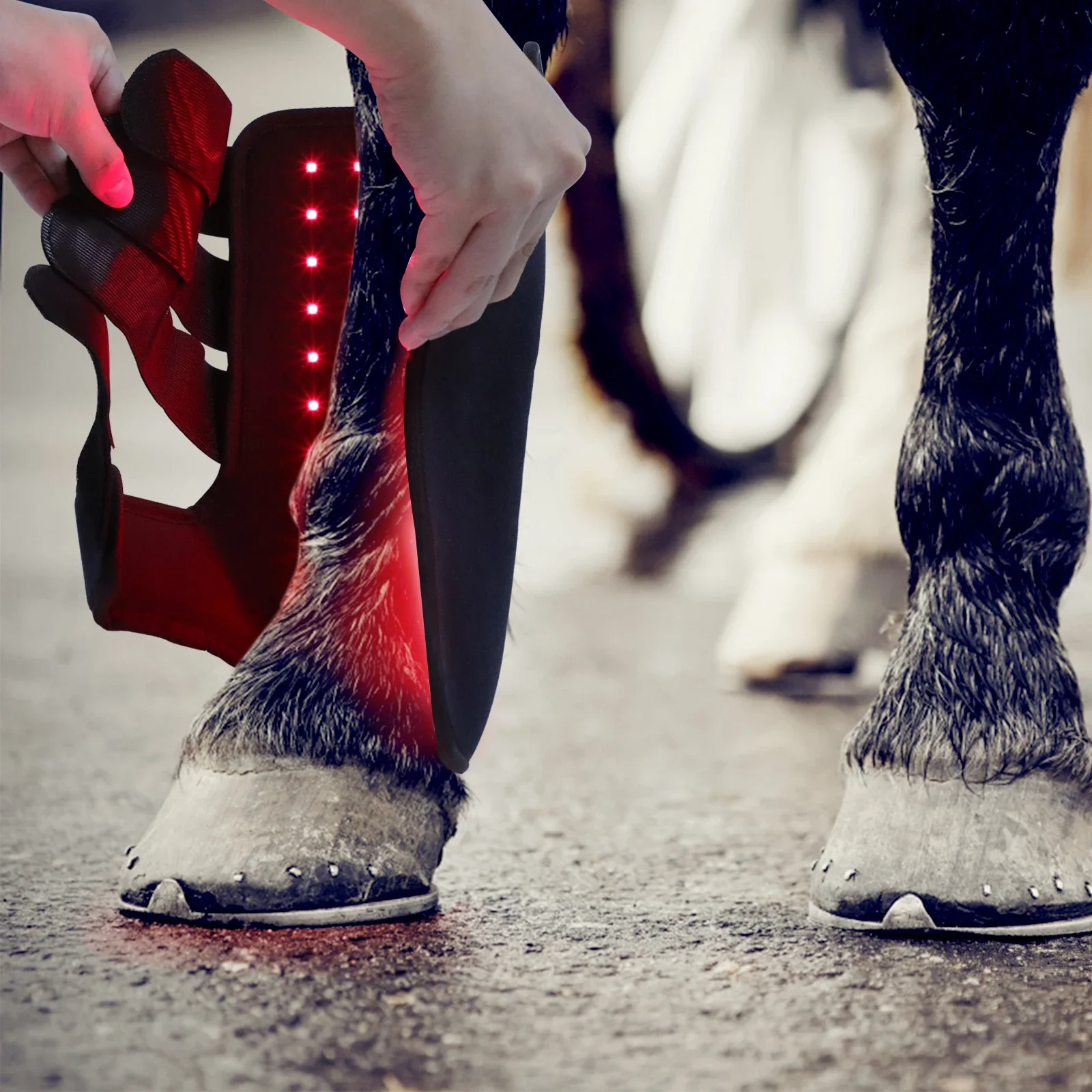 Nuove stivali per equitazione  - Brushing Boot Horse recensione e prezzo